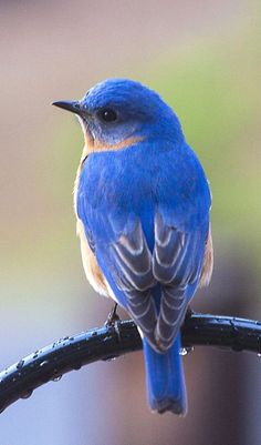 a blue bird sitting on top of a metal pole