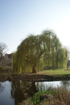 a large willow tree sitting next to a lake