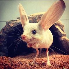 a white mouse with long ears standing in front of a rock