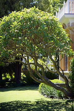 a large tree in front of a house with bushes and trees around it on the lawn