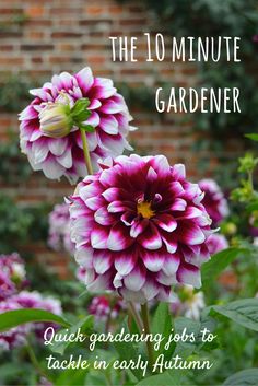 the 10 minute gardener quick gardening jobs to take in early autumn