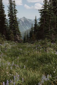 the mountains are covered with trees and wildflowers