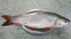 a fish is sitting on top of a silver plate