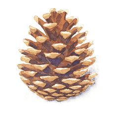 a watercolor drawing of a pine cone