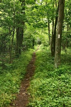 a trail in the woods with lots of trees and grass on either side of it