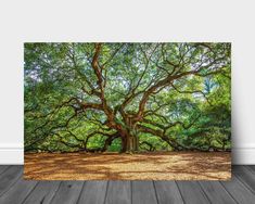 an image of a large tree in the woods