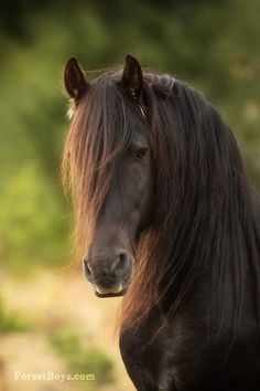 a black horse with long hair standing in front of some bushes and trees on a sunny day