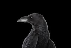 a black bird sitting on top of a tree branch in front of a black background