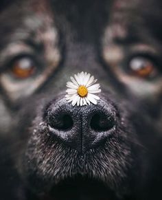 a close up of a dog's face with a flower on it's nose