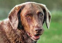 a brown dog standing on top of a lush green field