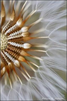 a close up view of a dandelion with white and brown petals on it