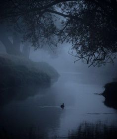 a person swimming in the water on a foggy day with trees and bushes around