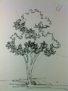 a black and white drawing of a tree