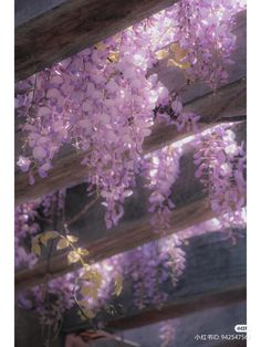 purple wisters hang from the roof of a building with sunlight shining through them