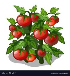 a bunch of tomatoes on the vine with green leaves