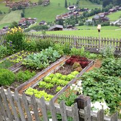 an outdoor garden with many different types of plants and vegetables growing in the raised beds