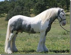 a gray and white horse standing on top of a lush green field with trees in the background