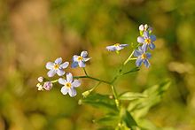 small blue flowers with yellow centers are in the foreground and blurry green background