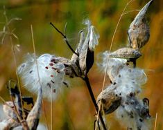 some white and brown plants with black spots on their leaves in the grass, outside