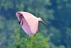 a large pink bird flying through the air