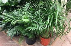 several potted plants are sitting on the ground