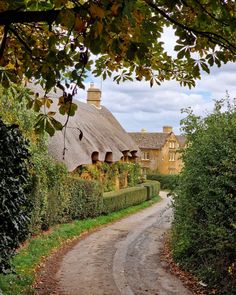 a dirt road that has hedges on both sides and houses in the background with trees around it