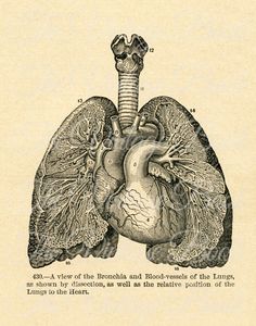 an antique medical illustration of the human heart and lungs, with caption in english