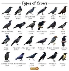 the different types of crows are shown in this poster, which shows them all different colors and sizes