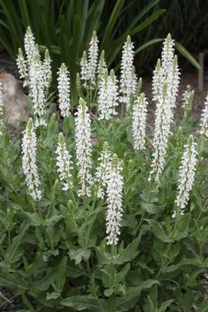 the white flowers are blooming in the garden