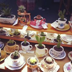 many cups and saucers with succulents in them are on the table