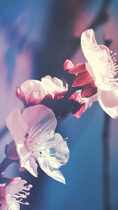 some pink and white flowers on a tree branch with blue sky in the back ground