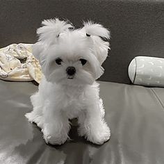 a small white dog sitting on top of a bed