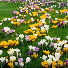 many different colored flowers in the grass