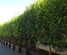 rows of trees line the side of a building