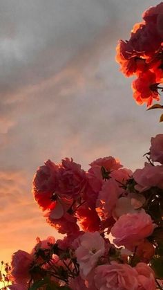 pink flowers are in the foreground as the sun is setting behind them and there is no image to provide a caption for