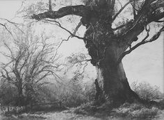 an old tree in the middle of a field