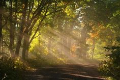 the sun is shining through the trees in the woods on a road surrounded by bushes and trees