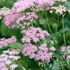 pink flowers are blooming in the garden