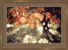 an image of autumn leaves in the forest with sunlight coming through them and blurry background