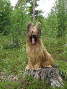 a large brown dog sitting on top of a tree stump in the woods with its tongue hanging out