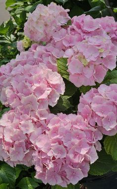 pink flowers are blooming in the garden