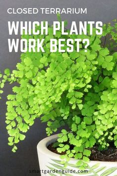 a potted plant with the words which plants work best?