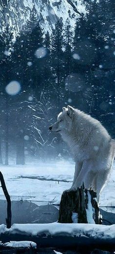 a white wolf standing on top of a tree stump in the snow next to a forest