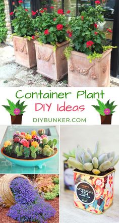 several different types of plants and flowers in pots with text overlay that says container plant diy ideas