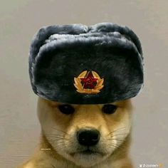 a dog with a hat on it's head