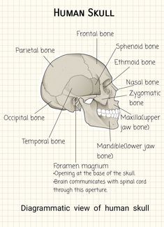 diagram of human skull with labels