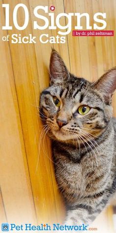 a cat is looking up at the camera while leaning against a wooden wall with its front paws on it's head