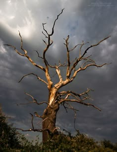 an old dead tree with no leaves on it against a cloudy sky and some bushes