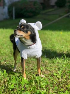 a small dog wearing a sweater in the grass