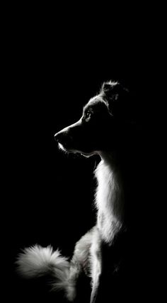 a black and white photo of a dog in the dark with its head turned to the side